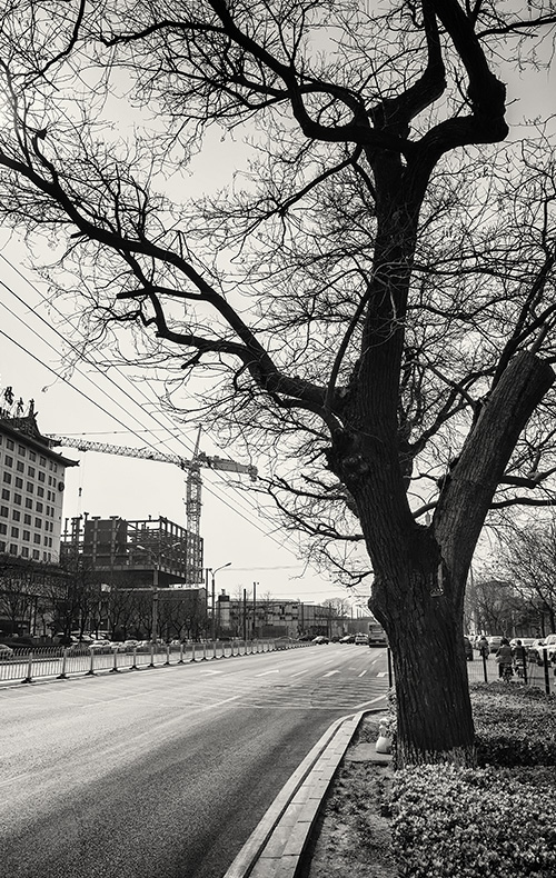 Tree and construction crane in  Dongsi, Beijing, China.