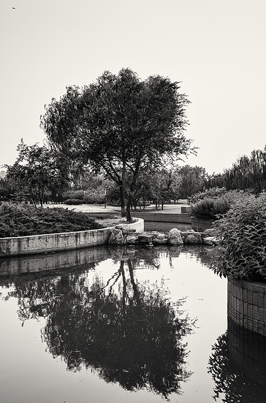 Tree and its reflection in water at  Taiyanggong Park, Taiyanggong, Beijing, China.