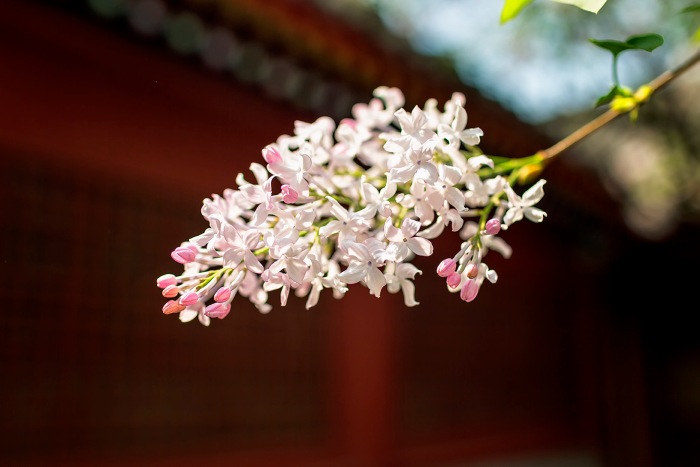 Lilac blossom at the Guanji Temple, Temple of Great Charity, Fuchengmen Inner Street, Xicheng, Beijing, China.